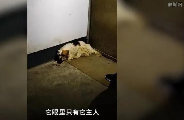 忠犬